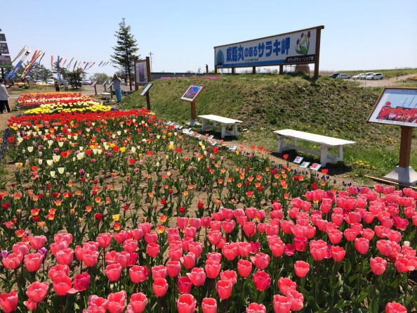 サラキ岬のチューリップ