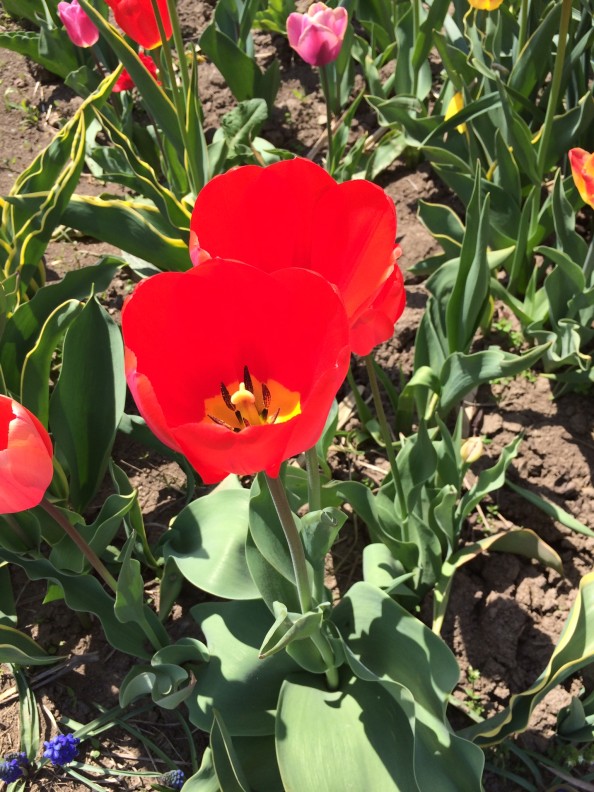 チューリップ２