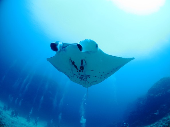 マンタ②